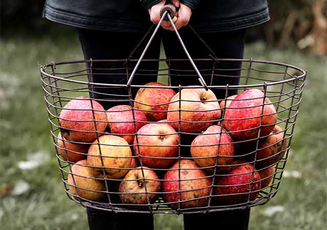 Äpfel verwerten: 10 einfache Rezepte für Fallobst