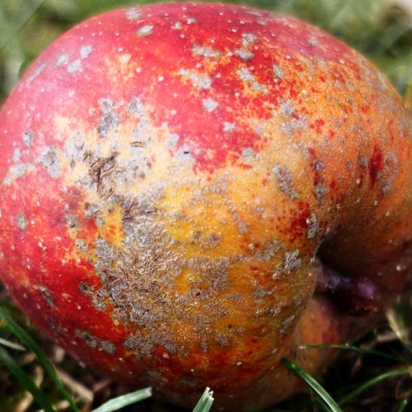 Apfelanomalie: Apfelschorf