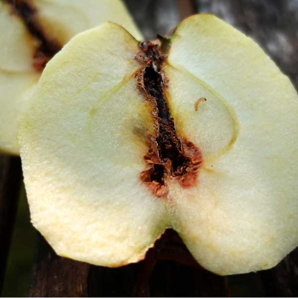 Fallobst verarbeiten: Faule oder schadhafte Stellen sorgfältig ausschneiden