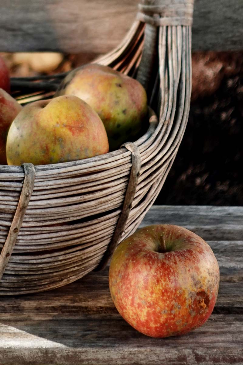 Ein Korb mit Fallobst