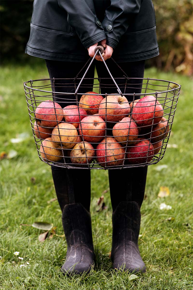 Luftiger Korb mit gesammelten Fallobst