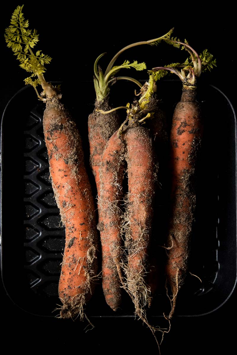 Erdmiete Sand ohne Graben: Knackfrische Karotten Ende Februar direkt aus dem Sandhaufen