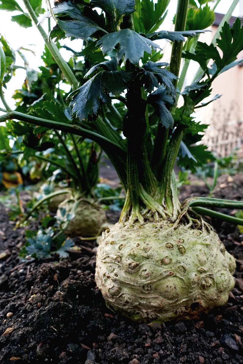 Erdmiete Sand ohne Bauen: Große Knollensellerie frisch aus dem Beet für die Sandlagerung
