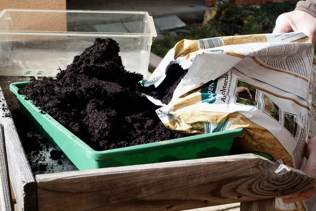 Tomaten vorziehen 2026: Anzuchterde wird in eine Schale gefüllt