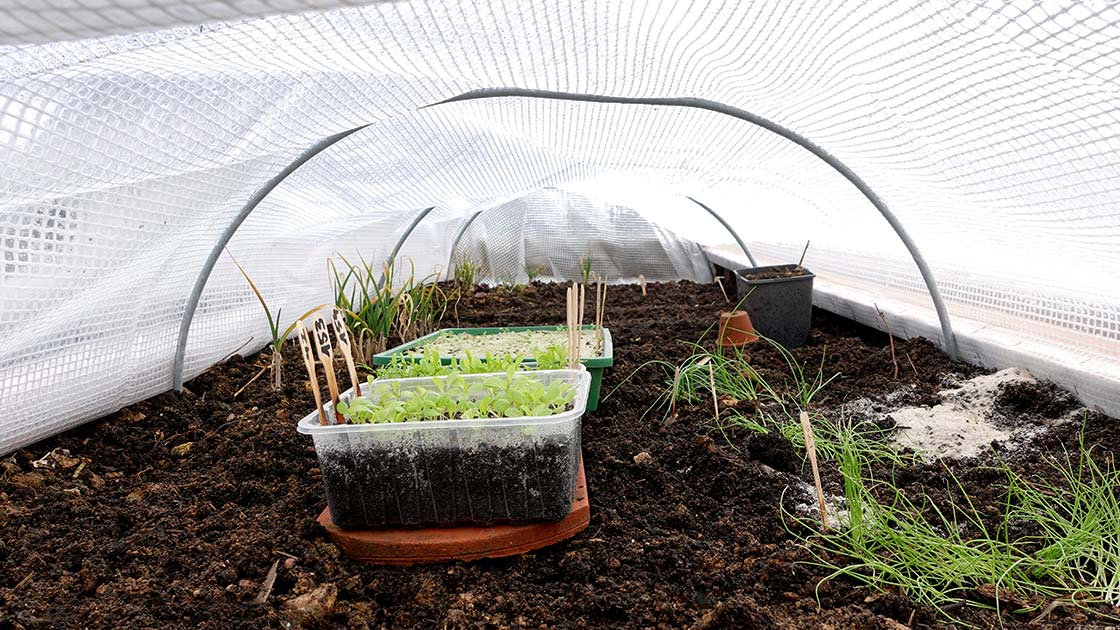 Folientunnel schützt Tomaten vor Spätfrost in der Oberpfalz