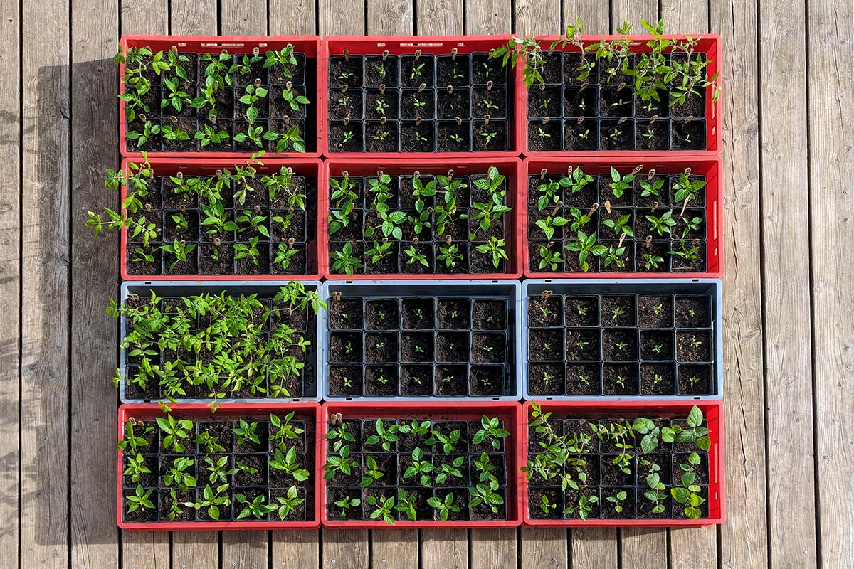 Tomaten-Jungpflanzen abhärten Mitte April – Vorbereitung fürs Freiland