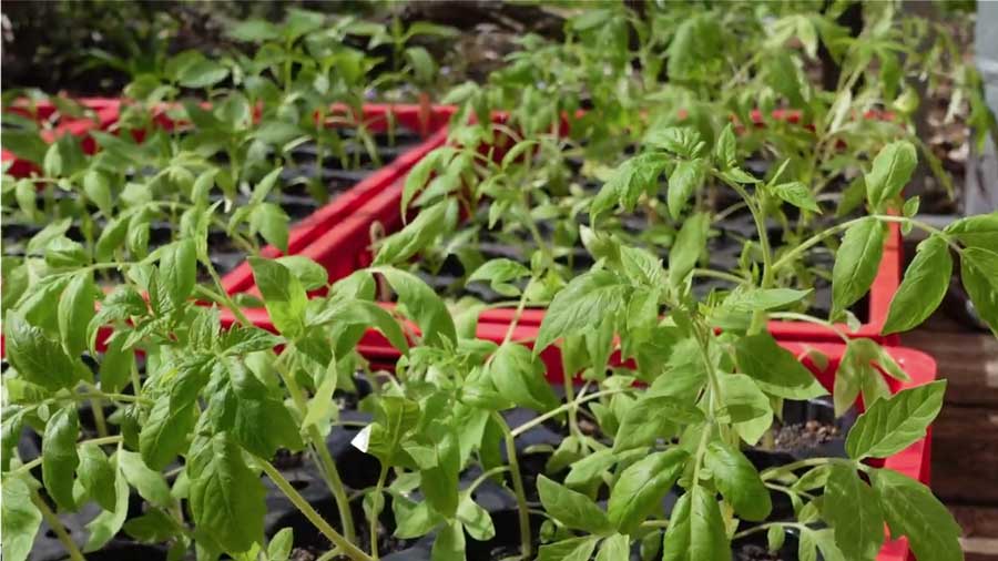 Video: Tomaten abhärten Oberpfalz