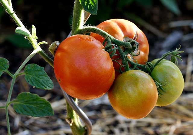 Tomaten im Freiland als Einstieg in die Freiland-Anleitung für die Oberpfalz