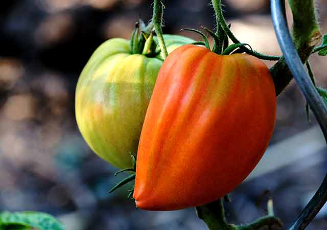 Tomaten im Freiland anbauen (Oberpfalz) – trotz Spätfrost zur reichen Ernte
