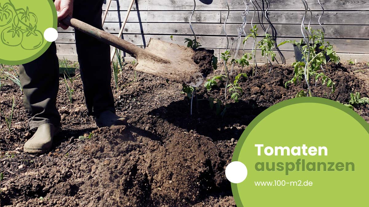 Video: Tomaten ins Freiland pflanzen