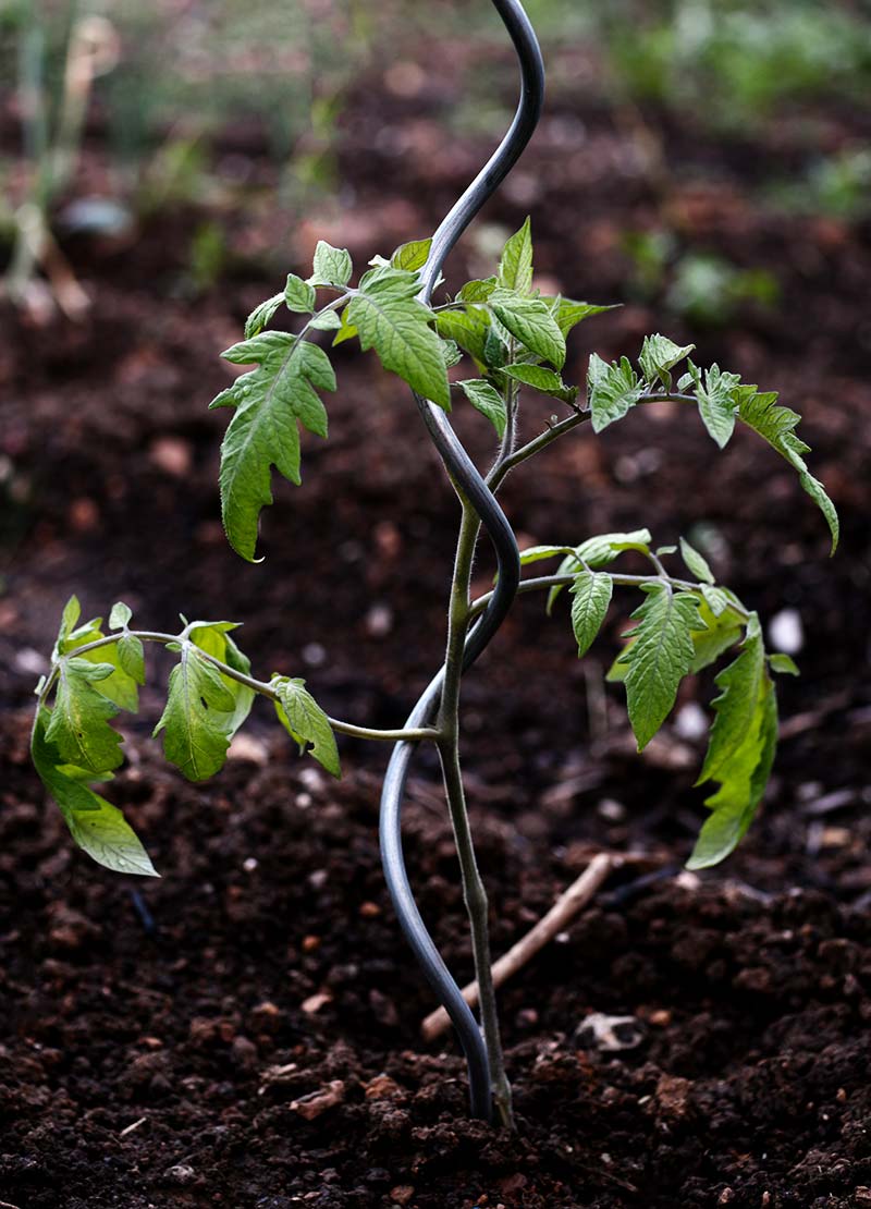 Tomaten im Freiland mit Metallstäben als Rankhilfe stützen