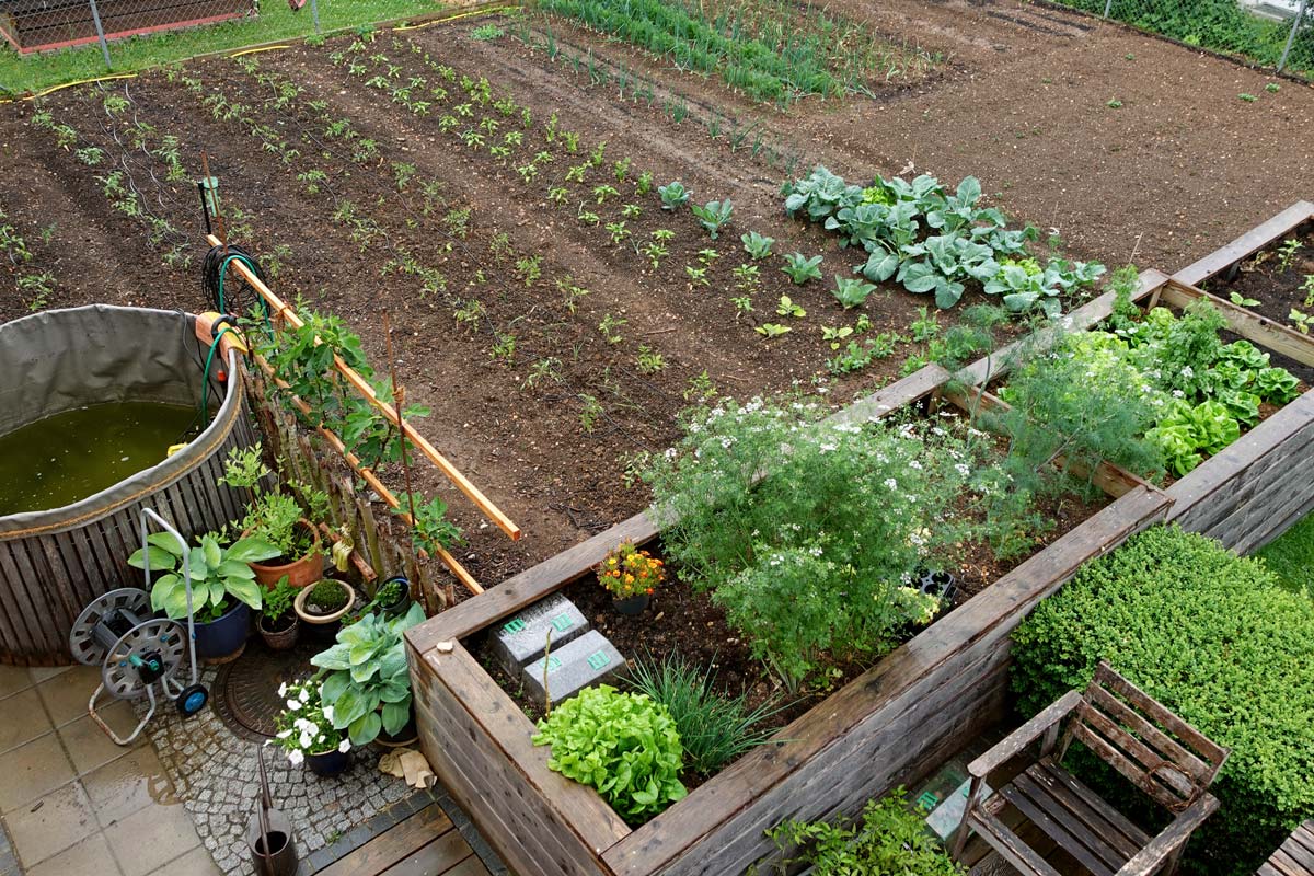Tomatenbeete im Freiland Oberpfalz Mitte Juni – kräftiges Wachstum