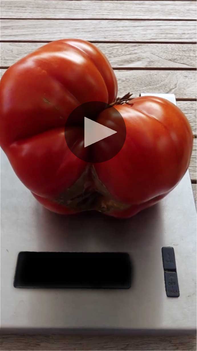 Video: Fleischtomate wiegen