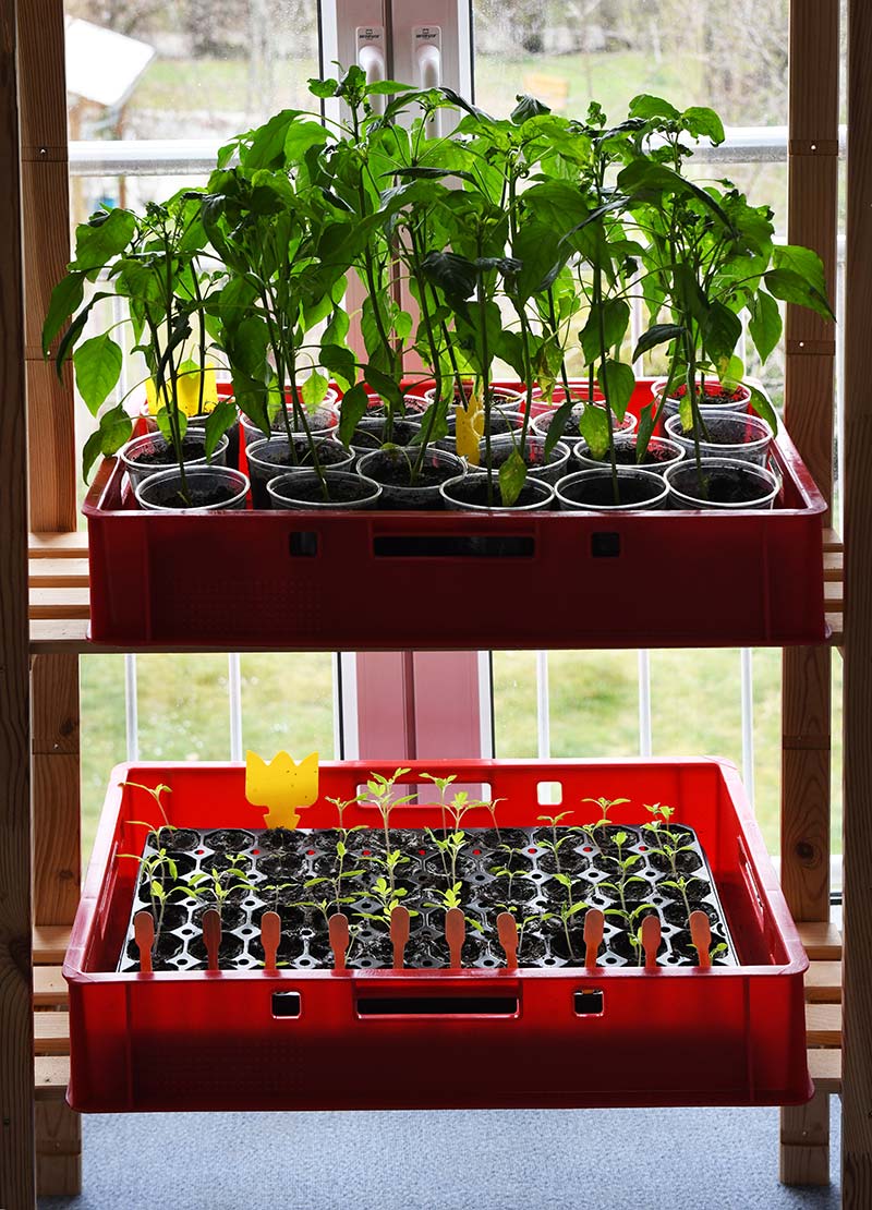 Tomaten-Jungpflanzen in Euroboxen am Südfenster vorziehen