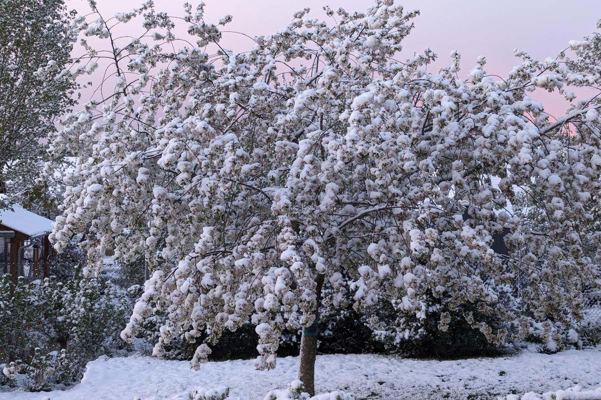 Kirschblüte im Schnee: Spätfrost-April im Oberpfälzer Garten