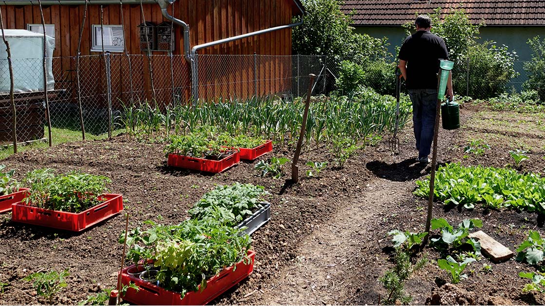 70 Tomaten ins Freiland auspflanzen Mitte Mai Oberpfalz