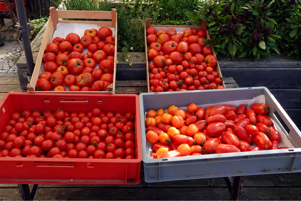 Reiche Tomatenernte im August – Freilandtomaten Oberpfalz
