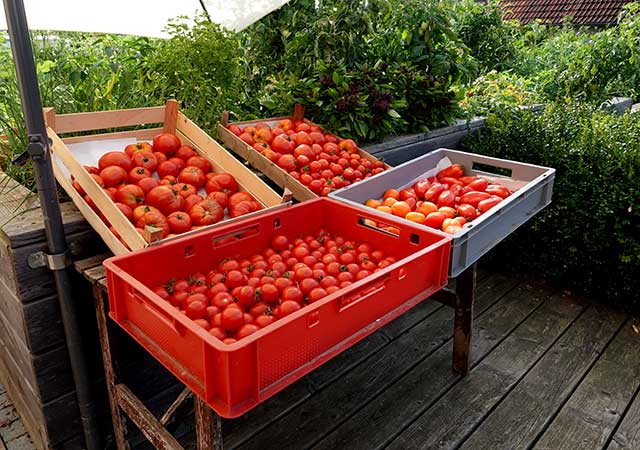 Verschiedene Tomatensorten als Einstieg in den Sortenvergleich für die Oberpfalz