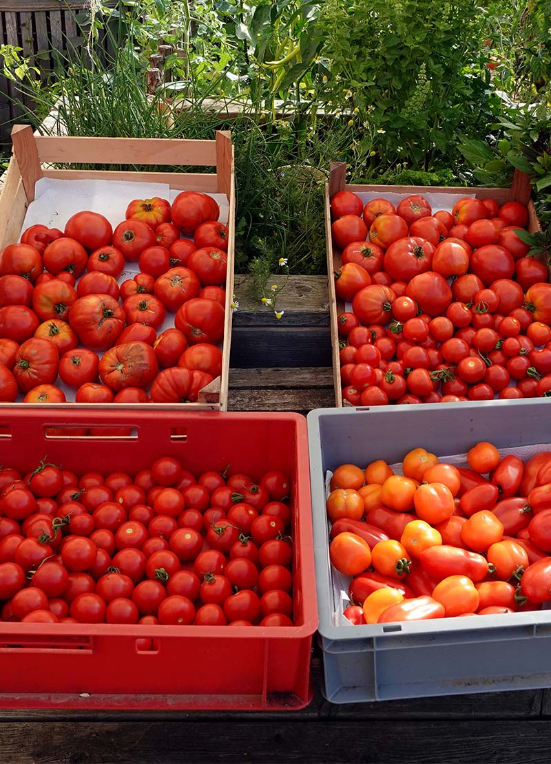 Bunte Sortenvielfalt: Tomatenernte aus dem Freiland in Euroboxen