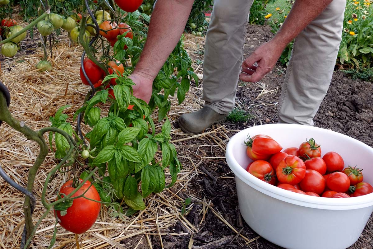 Reiche Tomatenernte im Freiland Oberpfalz – verschiedene Sorten