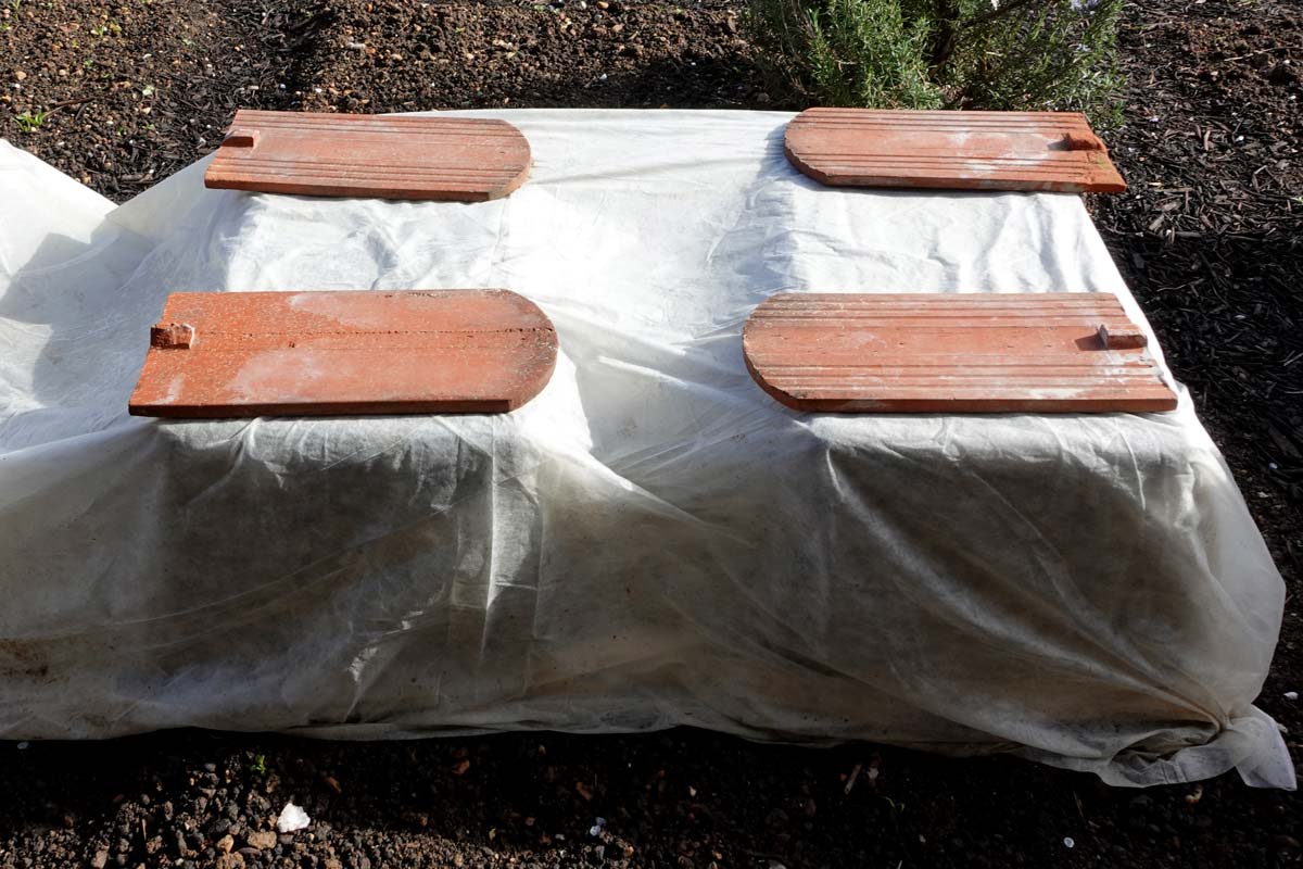 Tomaten doppelt geschützt: Mörtelkübel plus beschwertes Vlies