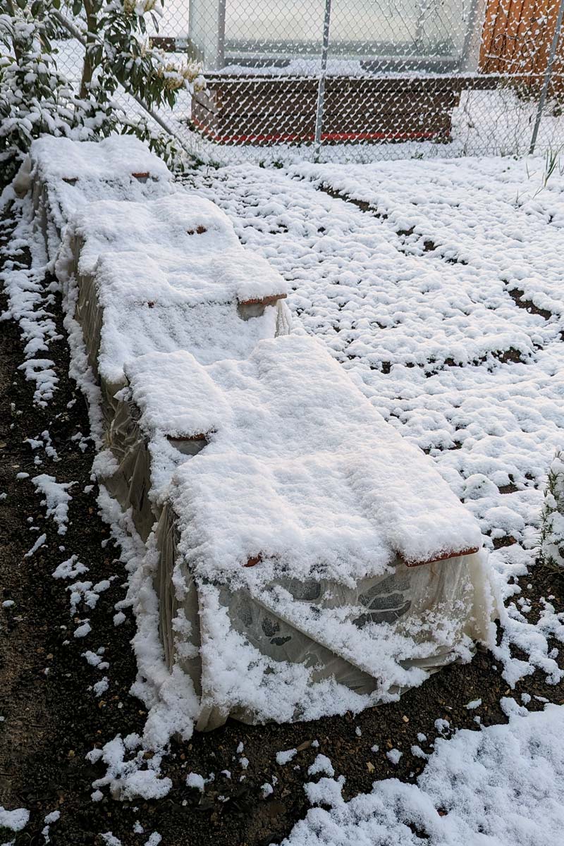 Tomatenpflanzen zehn Tage unter Vlies und Kübeln nach Wintereinbruch