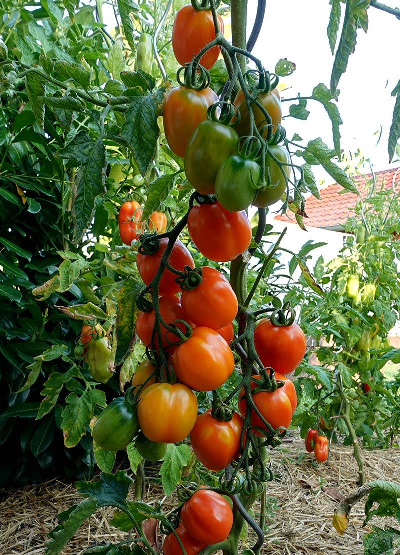 San-Marzano-Orange-Tomaten am Strauch im Freiland