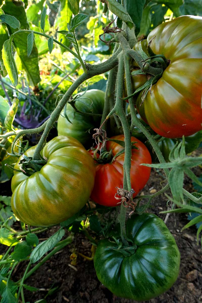 St. Pierre Tomaten im Freiland Oberpfalz – bewährte Freilandsorte