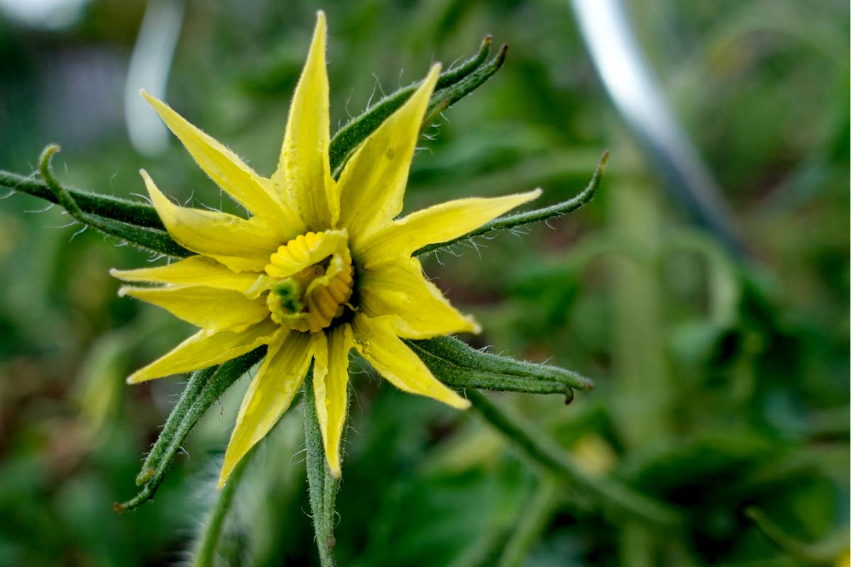 Tomatenblüte im Freiland – Beginn der Fruchtbildung