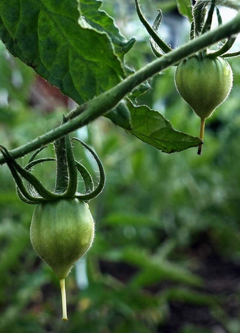 Ochsenherztomate: Fruchtansatz nach der Blüte