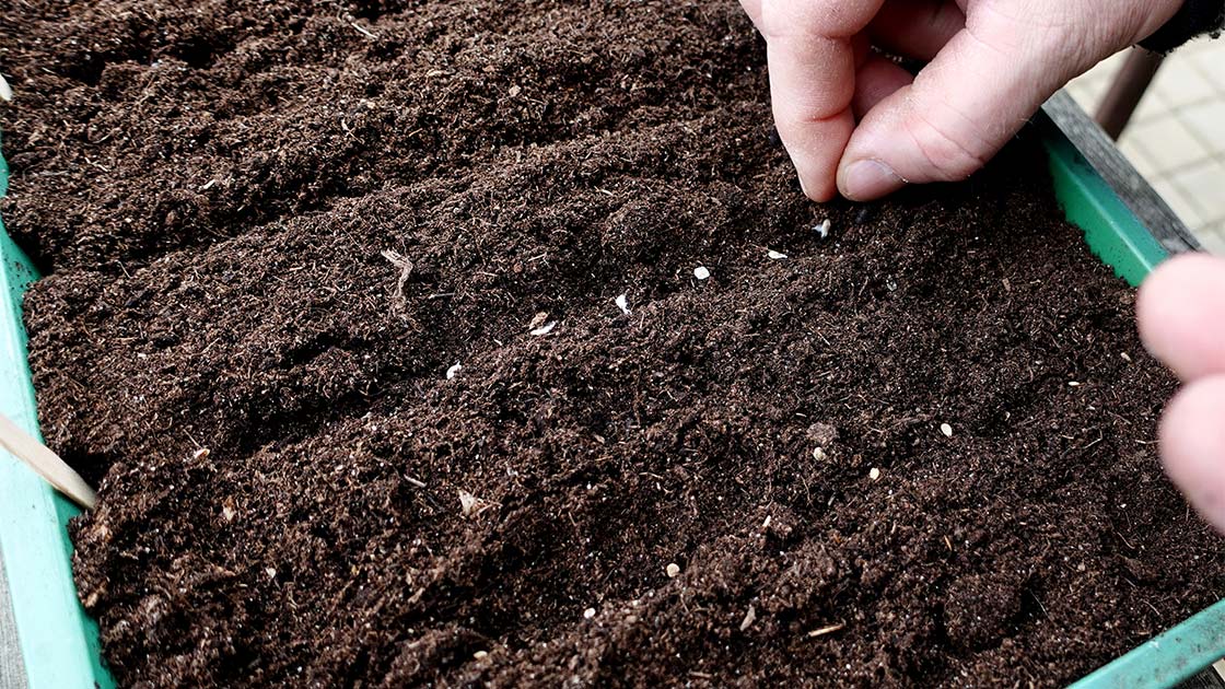 Tomatenaussaat in Anzuchterde – Schritt 1 für Freilandtomaten