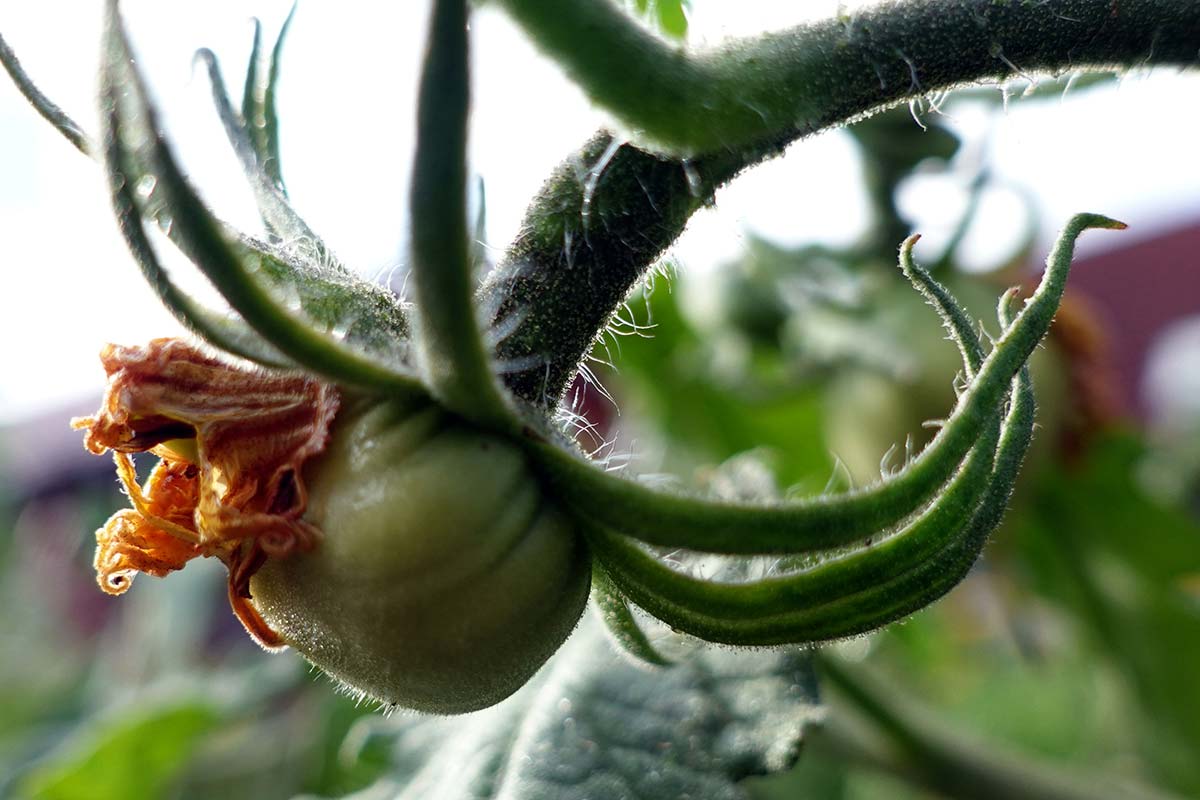 St.-Pierre-Tomate: Fruchtansatz nach der Blüte