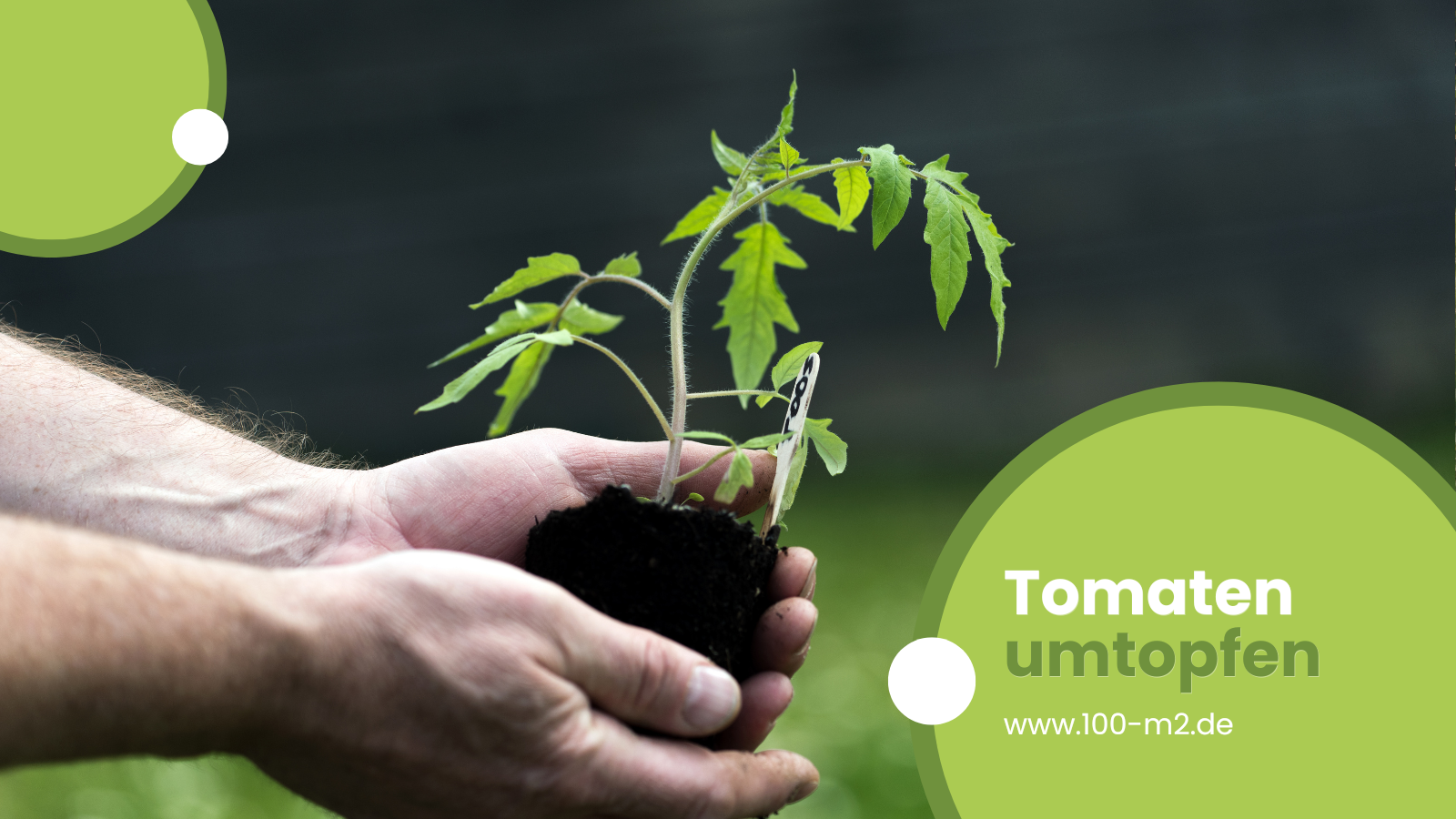 Video: Tomaten pikieren und umtopfen