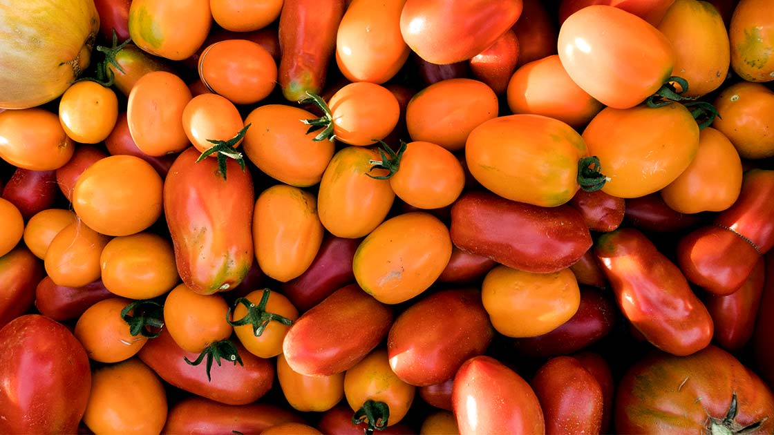 Tomaten vorziehen 2026: Übersicht verschiedener samenfester Sorten für die Oberpfalz
