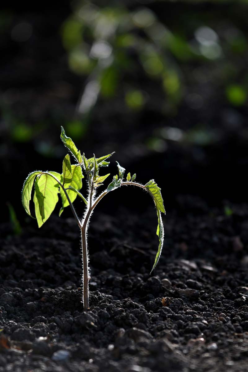 Junge Tomatenpflanze kurz nach dem Auspflanzen ins Freiland
