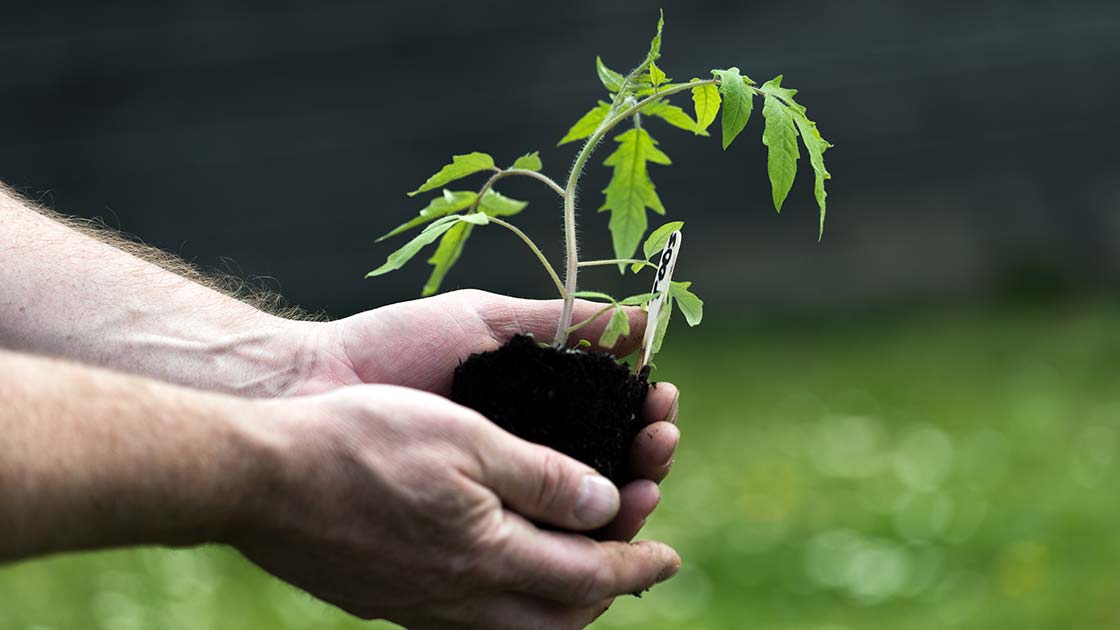 Tomaten-Jungpflanze abhärten: erste Stunden im Freiland, Oberpfalz
