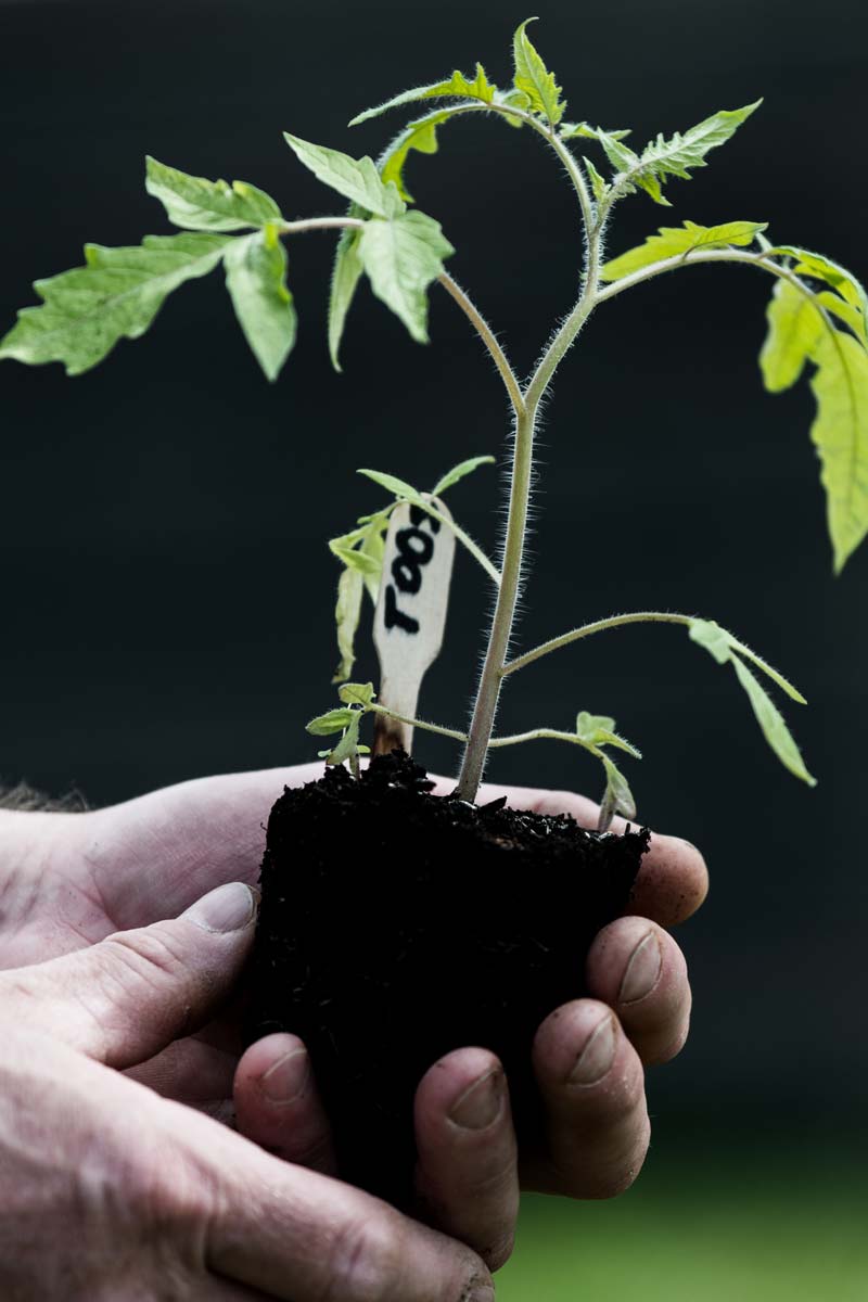 Tomaten vorziehen 2026: Jungpflanzen in Erde vor dem Auspflanzen ins Freiland