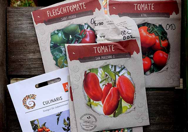 Tomaten-Jungpflanzen auf der Fensterbank als Einstieg in die Voranzucht-Anleitung