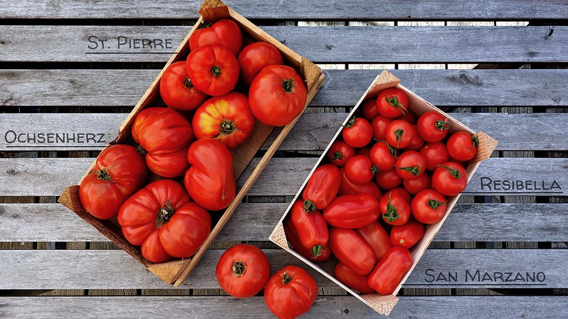 Unsere 4 Tomaten-Empfehlungen: San Marzano, Ochsenherz, Resibella, St. Pierre