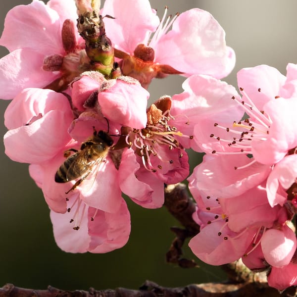 Honigbiene an einer rosa Pfirsichblüte im Garten