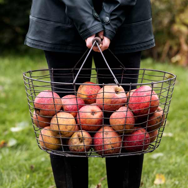 Eine Frau hält einen Korb mit Gartenäpfeln