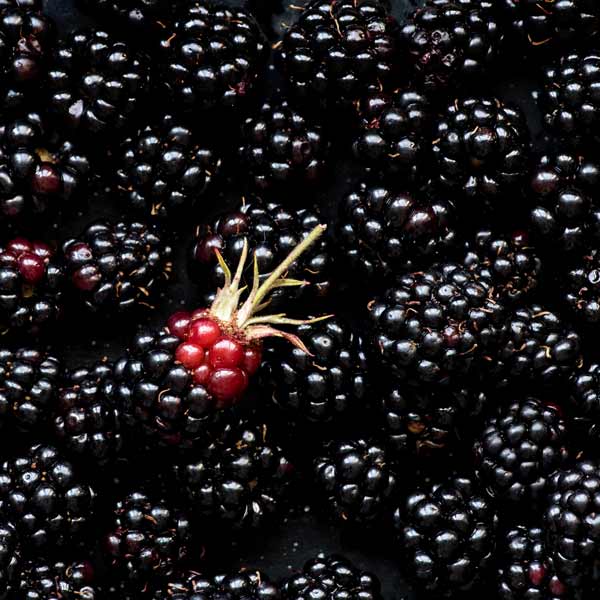 Brombeeren
