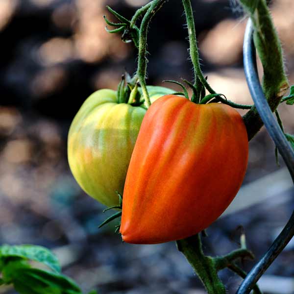 Eine grüne und eine rote Ochsenherz Tomate am Strauch