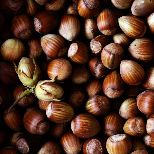 Haselnussernte