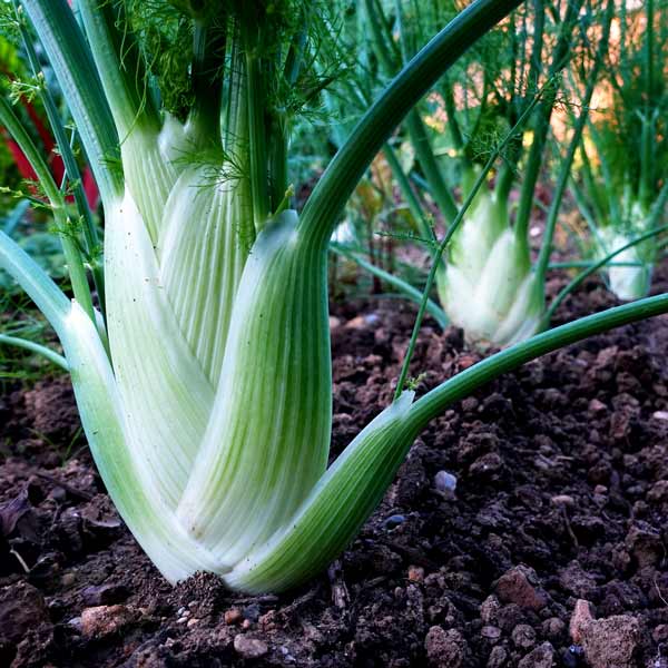 Fenchelknollen in der Erde