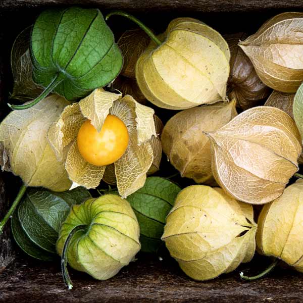 Physalis, Andenbeere, Kapstachelbeere
