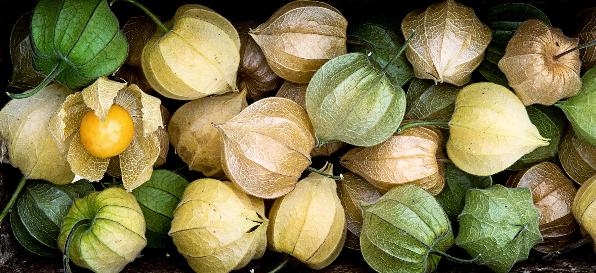 Foodfotografie Regensburg und Land: Zahlreiche Physalis - Andenbeeren in Nahaufnahme