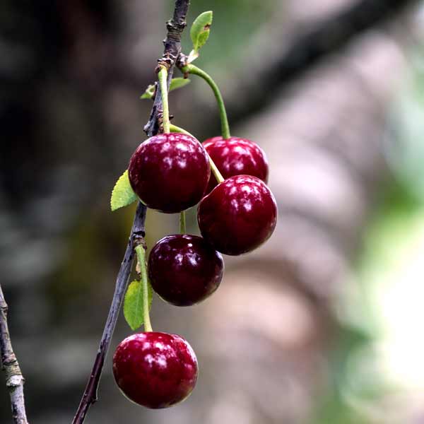 Sauerkirschen am Baum