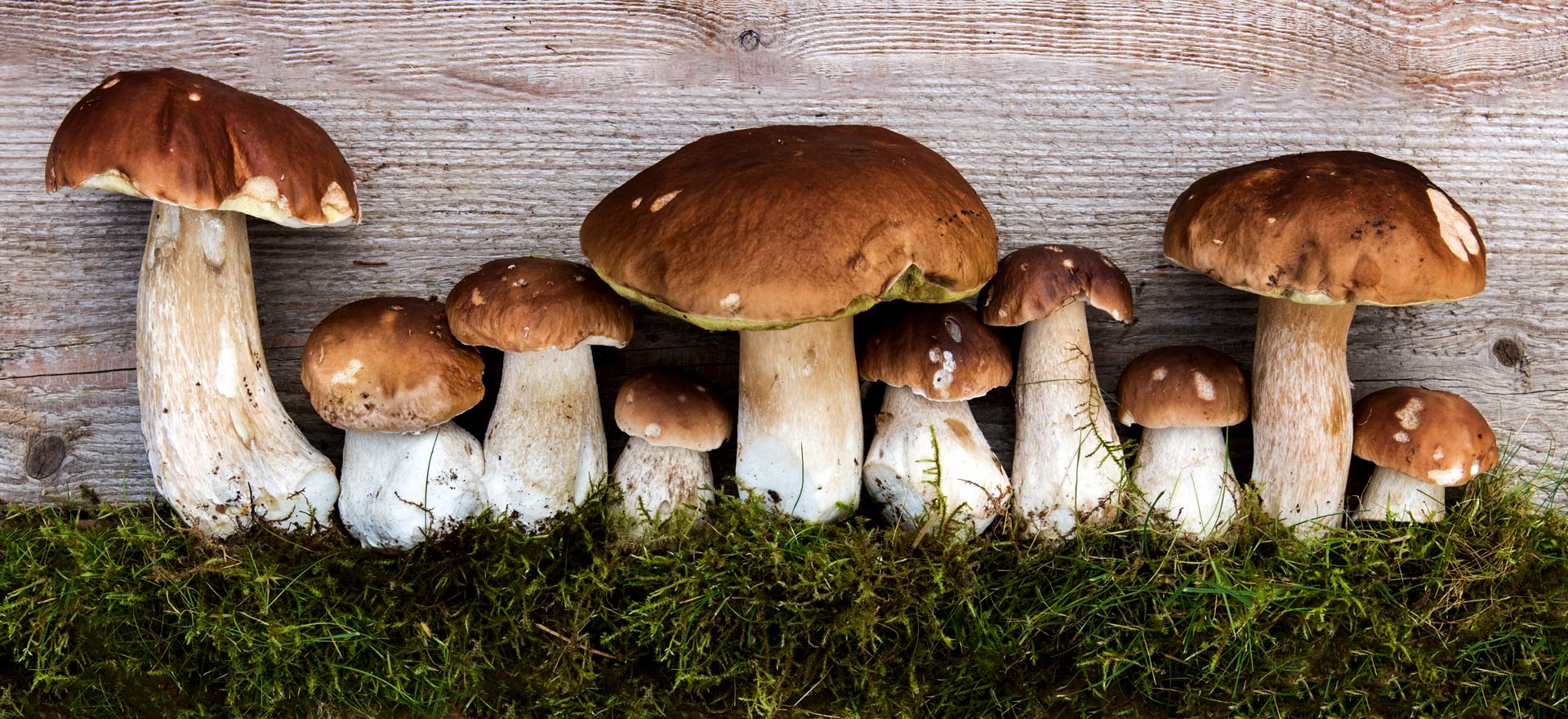 Foodfotografie Regensburg und Land: Mehrere Steinpilze eingebettet in Waldmoos