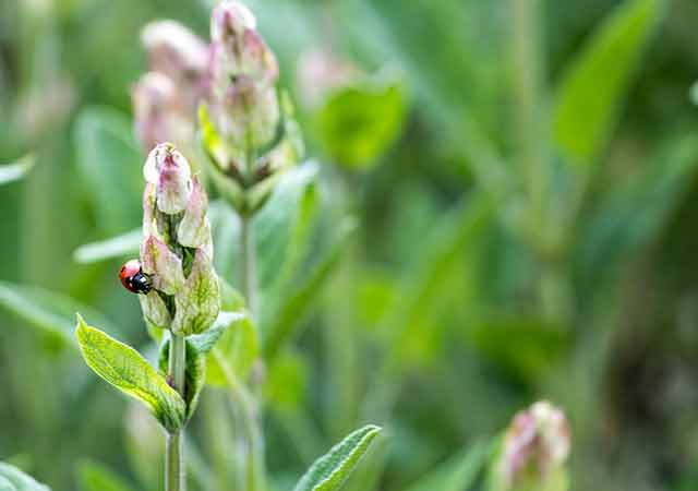 Unser Gartenblog: Gartenglück und Gurkengeflüster